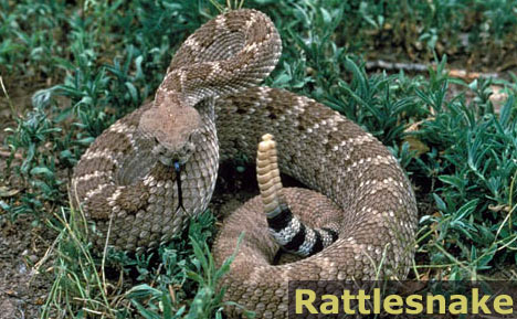 Rattlesnake