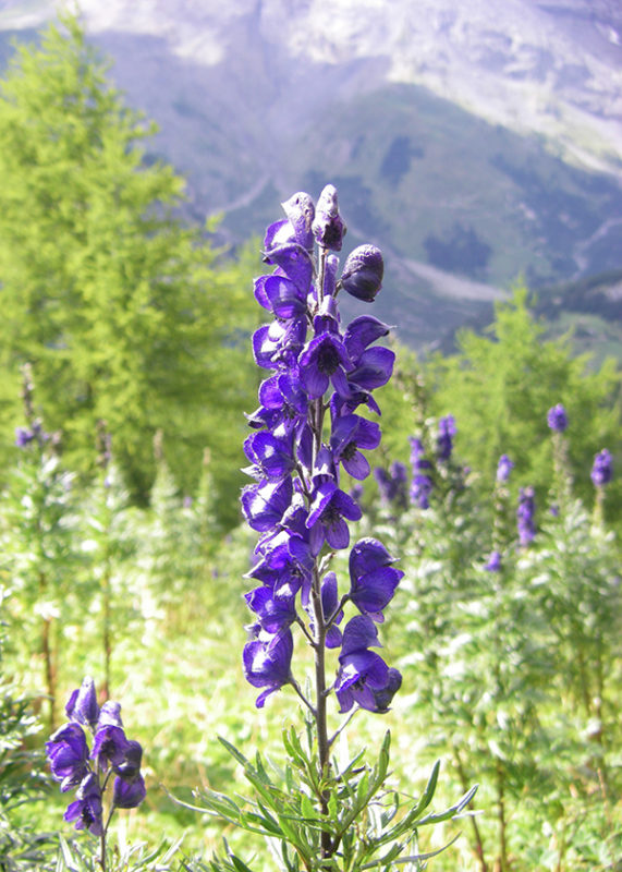 Purple aconitum wolfsbane medicinal plant against a mountainside