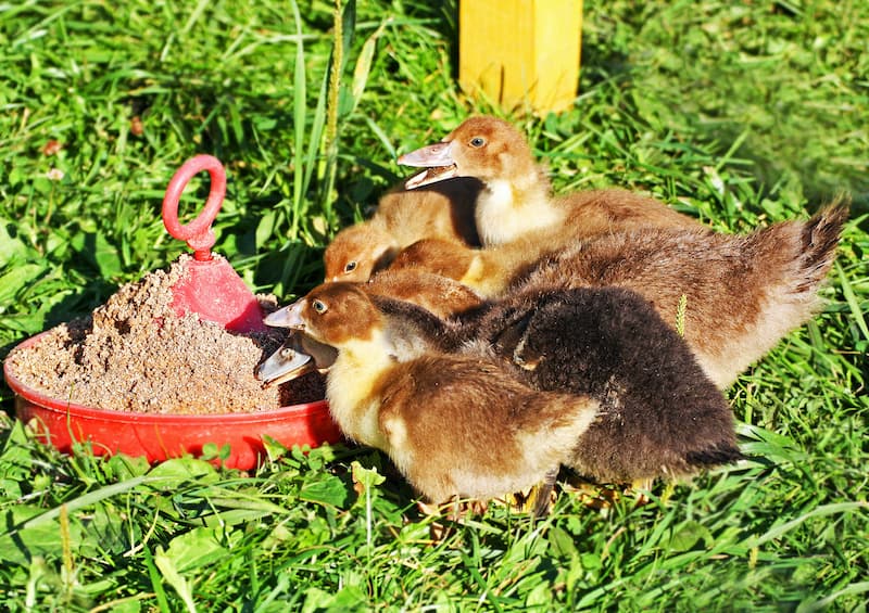 Pekin Duck recommended for raising ducks