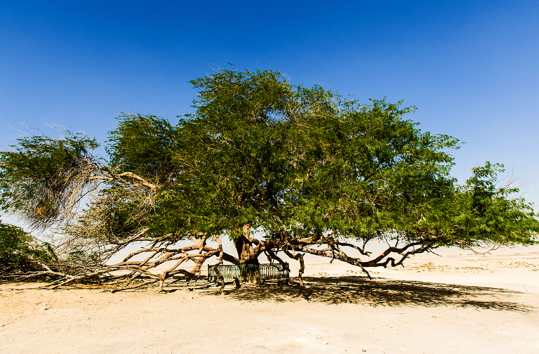 Пустыня Намиб: вельвичия удивительная