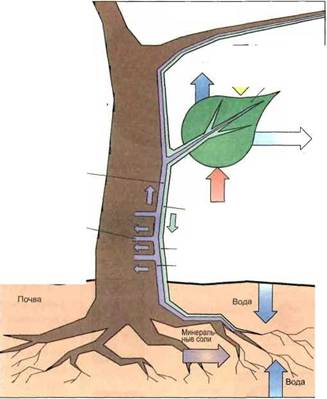 Процесс питания дерева