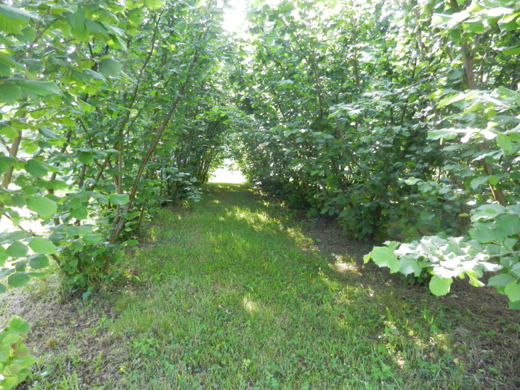 Filbert truffle orchard at the Mountain Research Station.