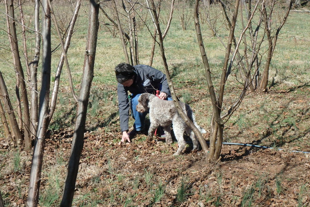 Truffle hunting dog and her handler