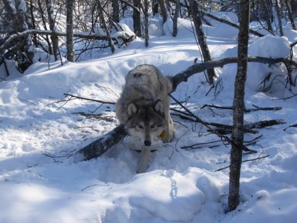 охота на волка