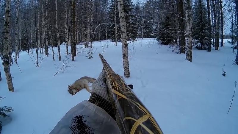 Выход волка на стрелка