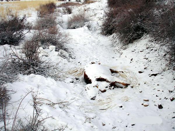 Корова в качестве привады