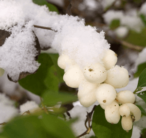 Снежноягодник - полезные свойства растения