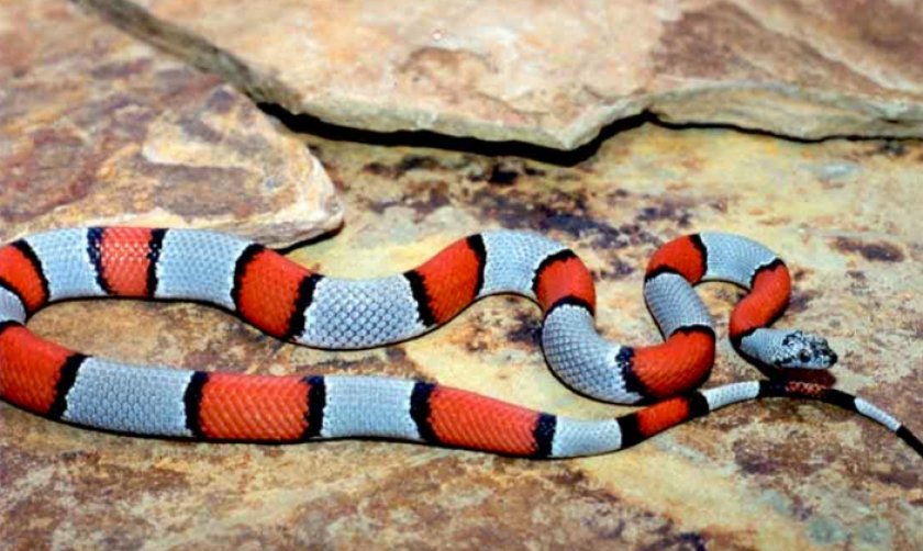 Бразильская коралловая змея