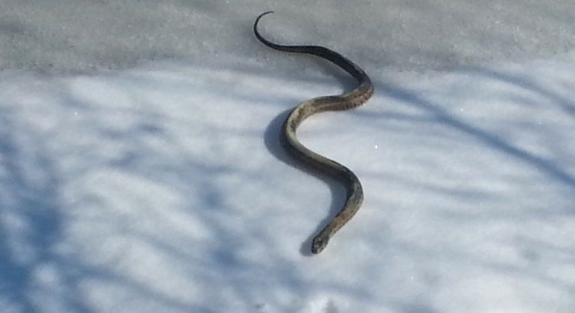 Змея на снегу