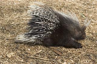African Brush Tailed Porcupine