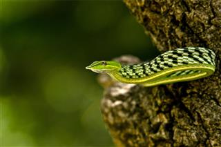 Vine Snake