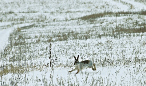 Интересная охота на зайца зимой троплением
