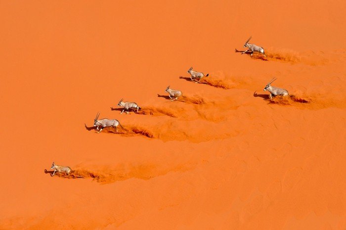 Животный мир Сахары - ориксы