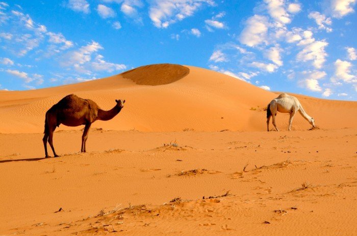 Интересные факты о пустыне Сахаре