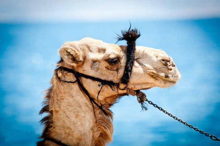 Животный мир Сахары - верблюд