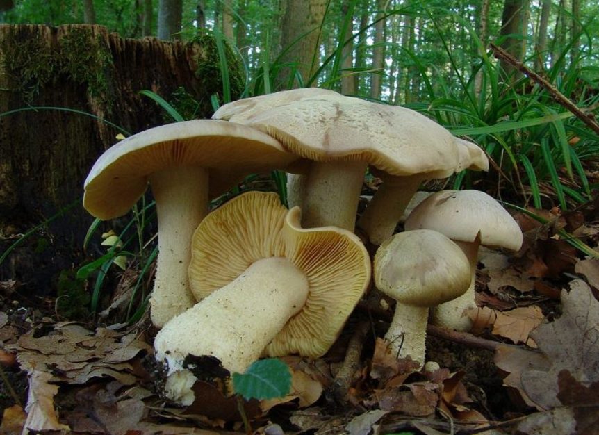 pyat-smertelno-yadovityh-gribov-Rossii-foto-entoloma-yadovitaya