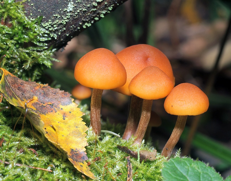 pyat-smertelno-yadovityh-gribov-Rossii-foto-galerina-okajmlennaya...