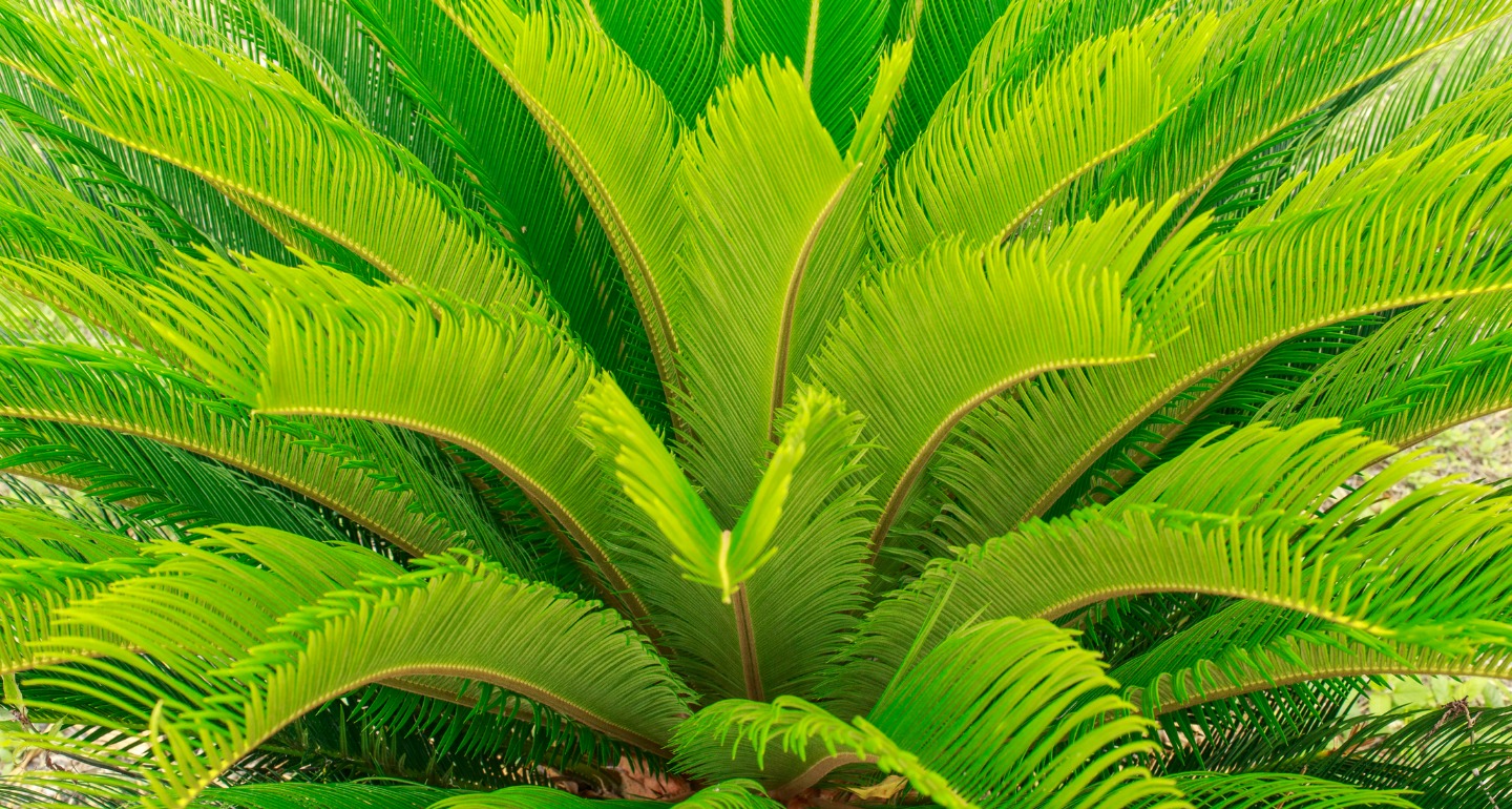 sago palm common plant toxic to dogs