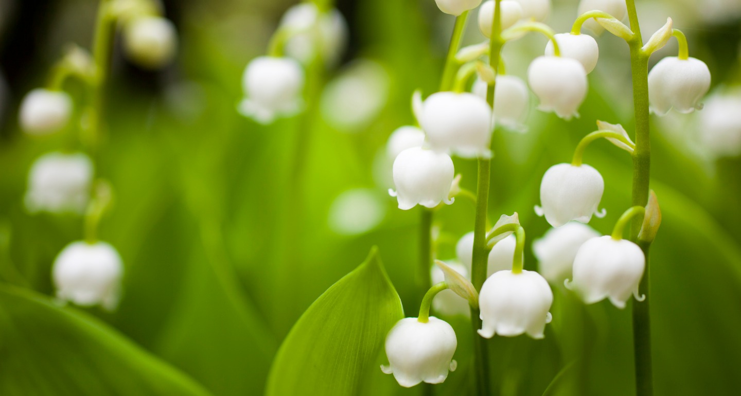 lily of the valley toxic plant for dogs