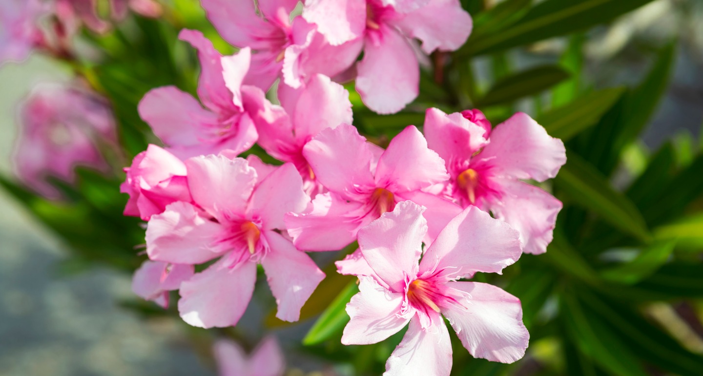 oleander toxic plant for dogs