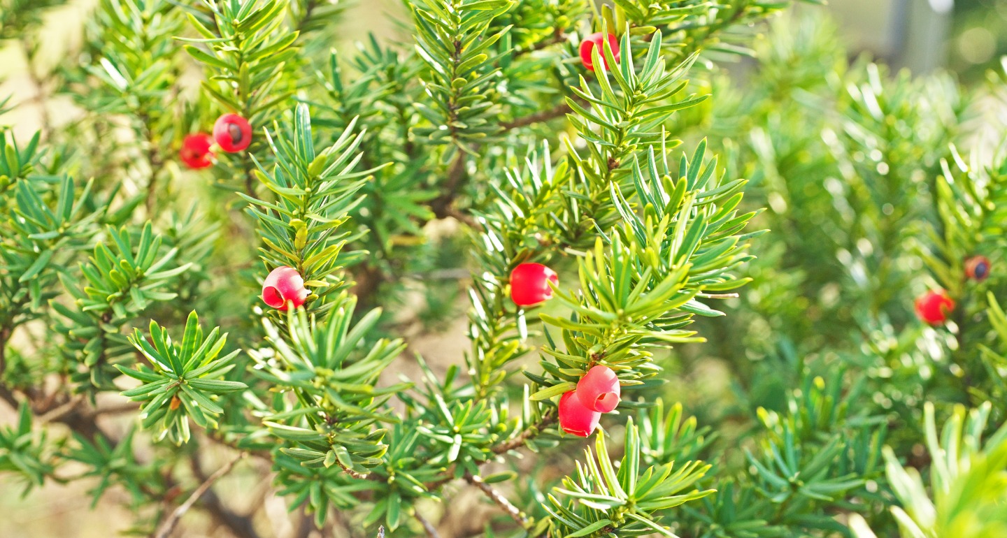 japanese yew toxic for dogs