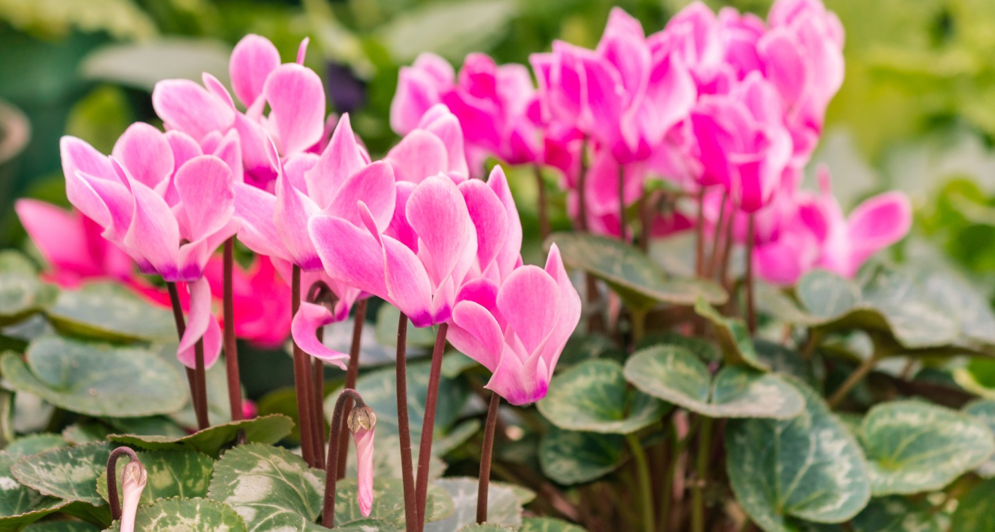 Cyclamen toxic for dogs