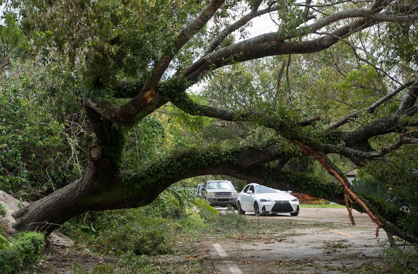 A tree downed by winds from Hurricane Irma blocks a road in Coconut Grove, Florida, on 9/11/2017