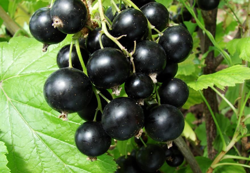 Крупные ягоды черной смородины фото