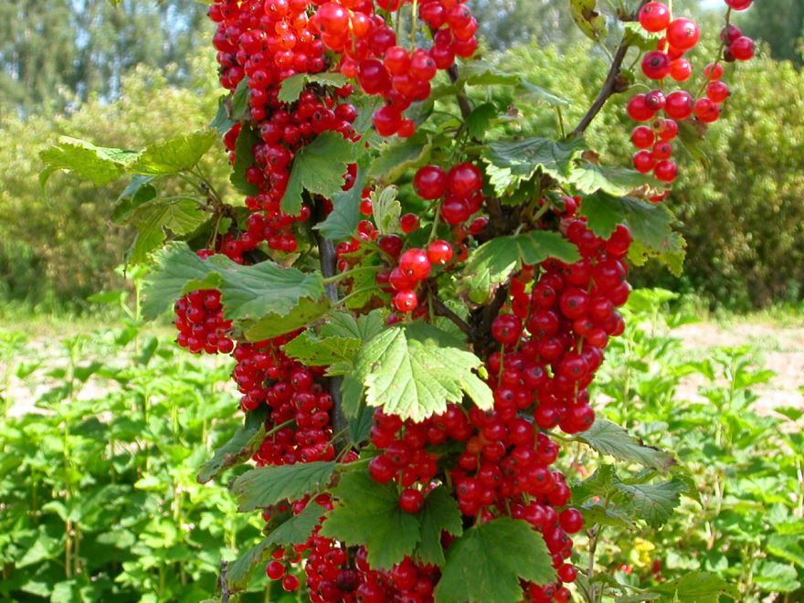 Растение с красными ягодами - смородина
