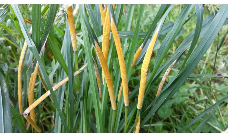Poisonous grasses: new study provides reassurance
