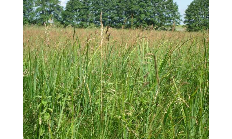 Poisonous grasses: new study provides reassurance