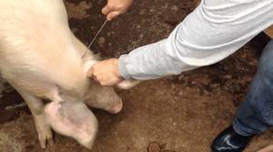 Как убивают свинью