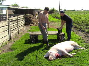 Обработка тушки свиньи