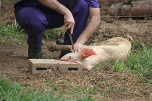 Как режут свиней