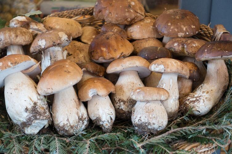 Что делать со свежесобранными грибами? Обрабатываем