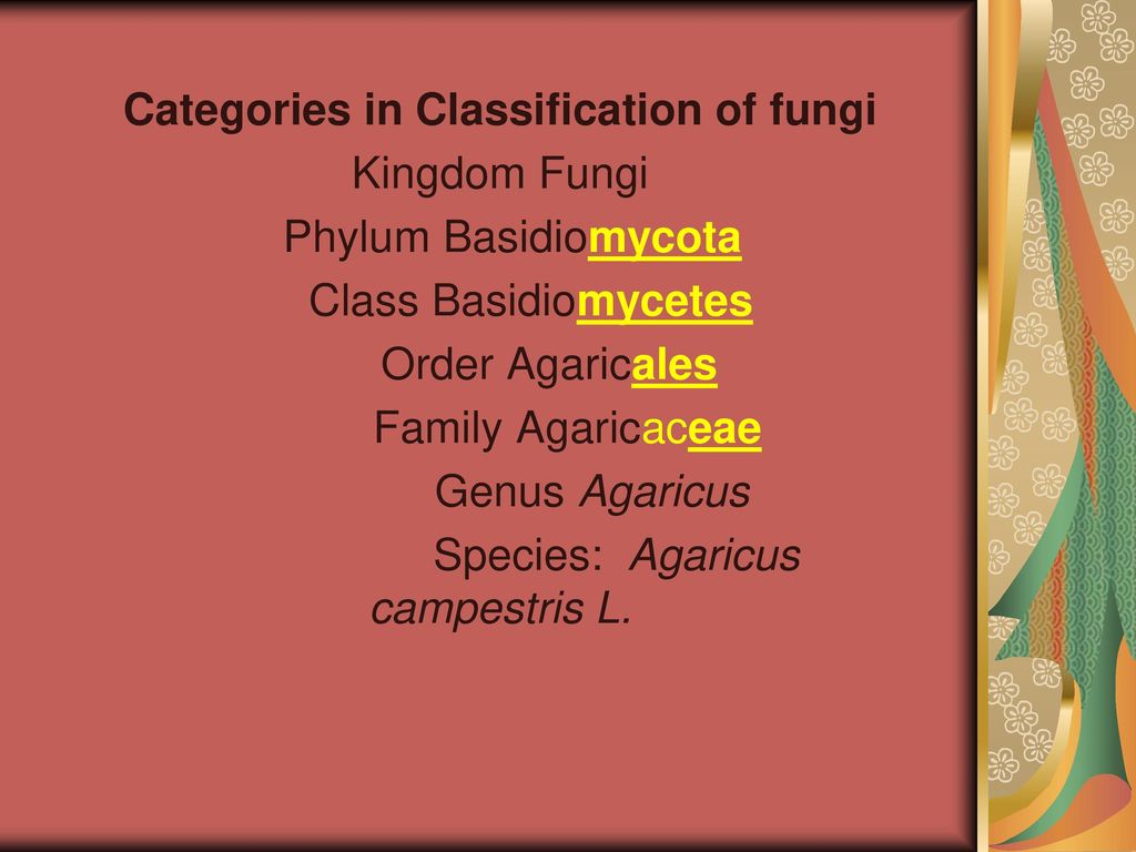 Categories in Classification of fungi Kingdom Fungi