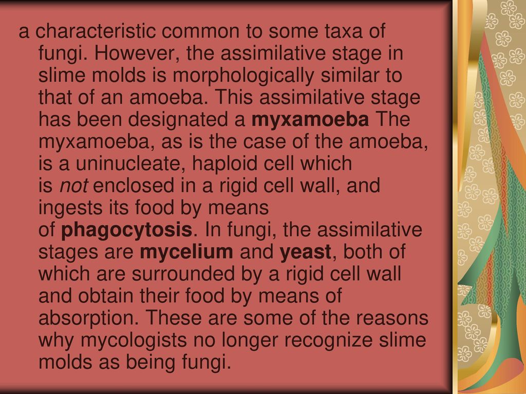 a characteristic common to some taxa of fungi