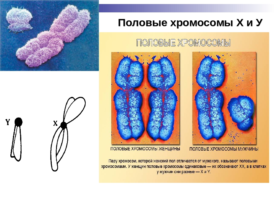 Половое различие на уровне хромосом