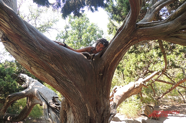 Ева утверждает, что старое дерево можжевельника, которое на Утрише называют Лотосом, дарит ей спокойствие