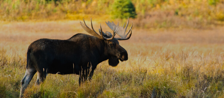 Moose hunting in Canada