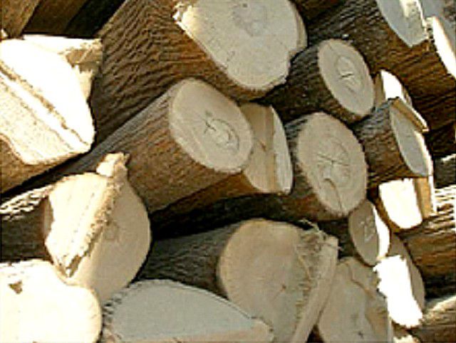 Липовые дрова дают хороший оздоровительный эффект