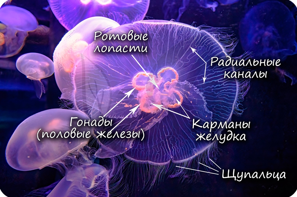 Гонады медузы