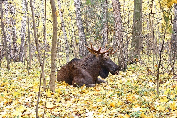 Убойные места лося в картинках