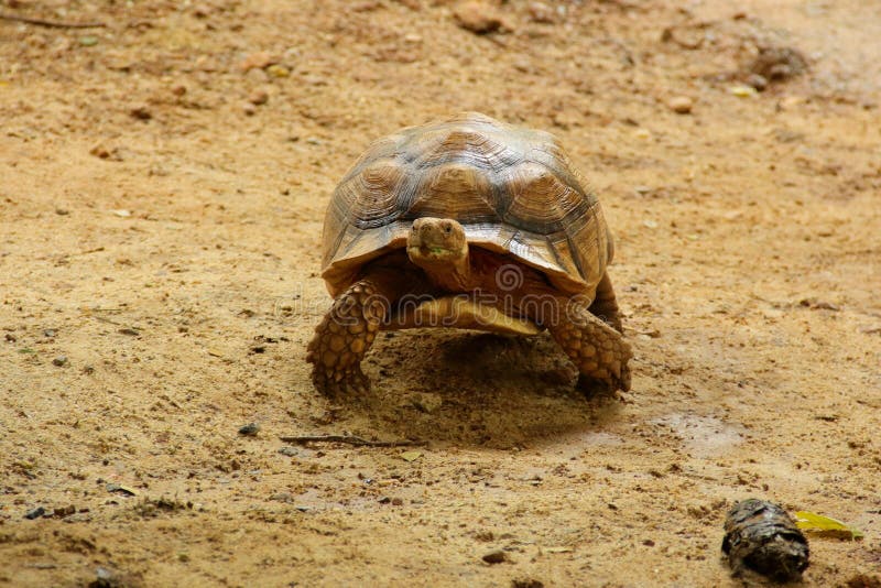 African spurred tortoise Sulcata tortoise. Closeup picture of African spurred tortoise Sulcata tortoise walking on the ground stock images
