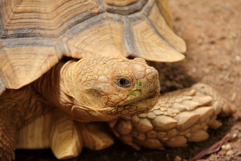 African spurred tortoise Sulcata tortoise. Closeup picture of African spurred tortoise Sulcata tortoise walking on the ground stock images