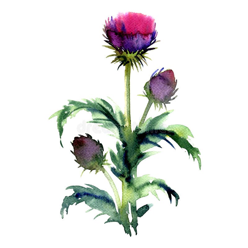 Agrimony, bur buds and flowers, burdock head isolated, watercolor illustration on white. Background vector illustration