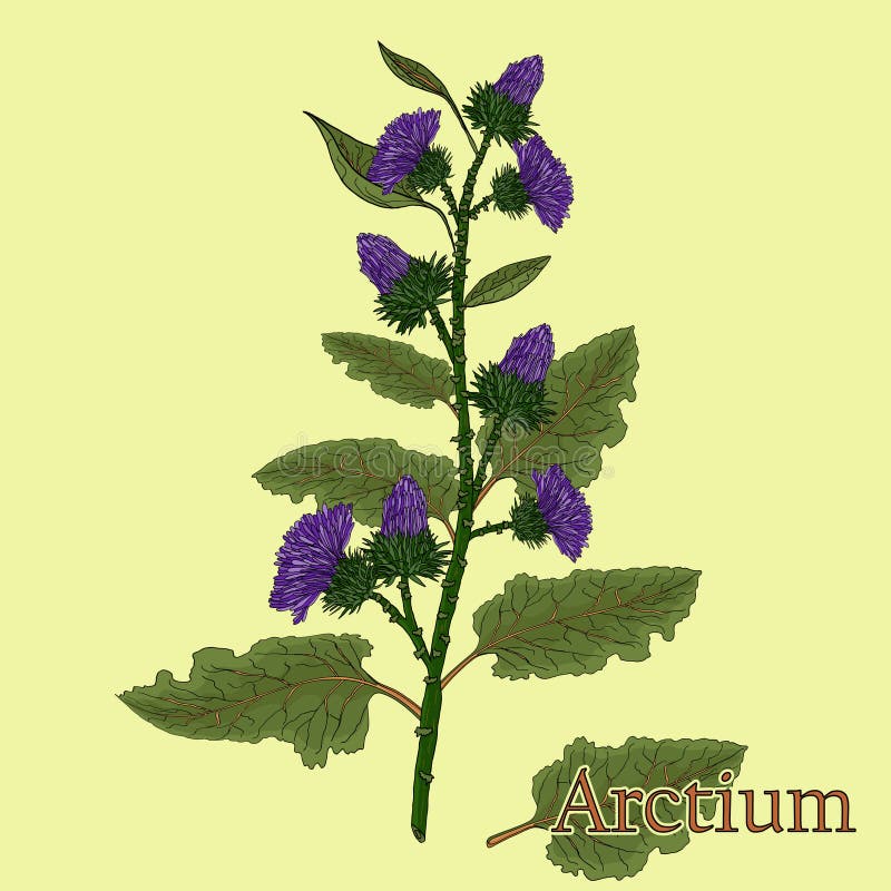 Arctium, burdock. Illustration of a plant in a vector with flower for use in the cooking of medicinal herbal tea. vector illustration