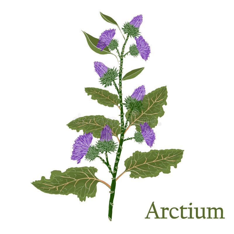 Arctium, burdock.Illustration of a plant in a vector with flower. For use in botany royalty free illustration