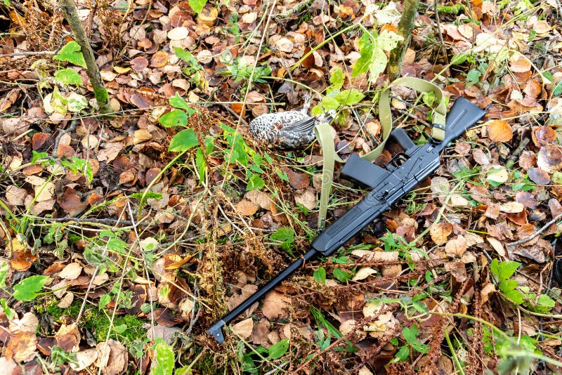Autumn hunting and poaching, opening hunting season, hazel grouse and hunting weapons on fallen leaves, selective focus stock images
