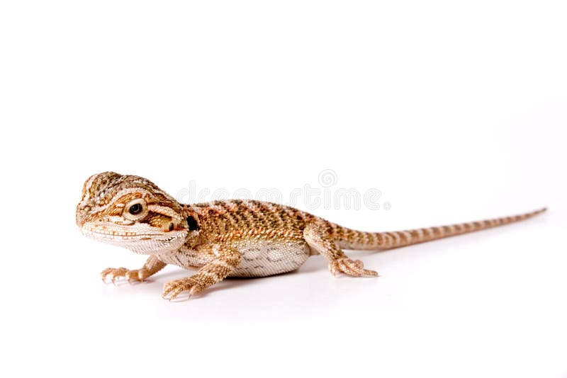 Baby Bearded Dragon. Isolated against a white backdrop stock images